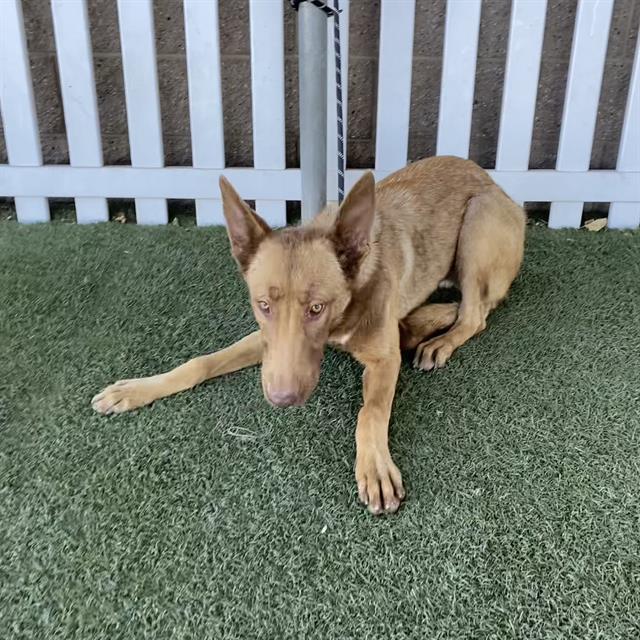 Cherry, a German Shepherd, available for adoption