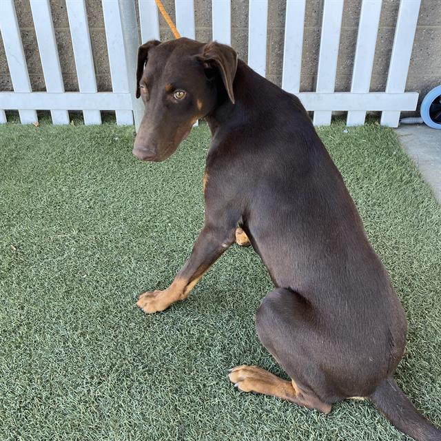 Hershey, a Doberman Pinscher, available for adoption