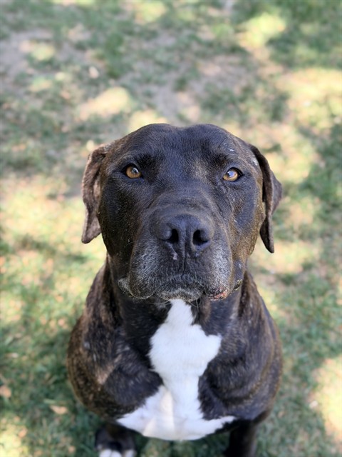 Luther, a Pit Bull Terrier, available for adoption