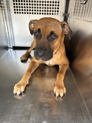 Luigi, a Boxer, available for adoption