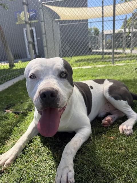 Jax, a Pit Bull Terrier, available for adoption