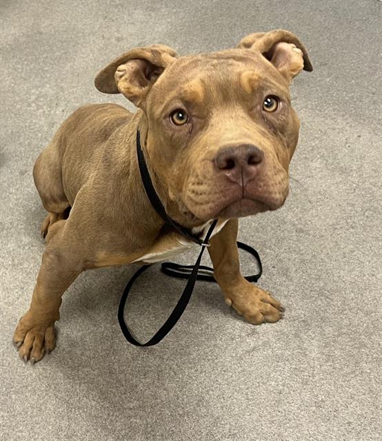 Bruno, a Pit Bull Terrier (mix breed), available for adoption
