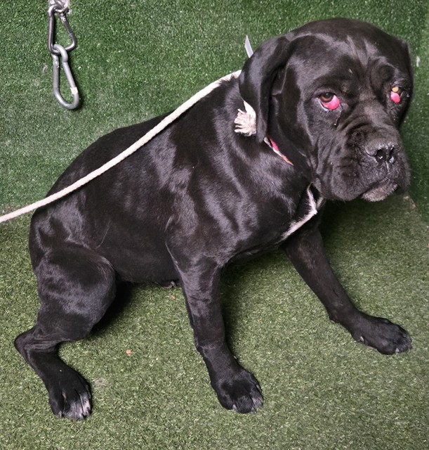 A5792233, a Cane Corso Mastiff, available for adoption