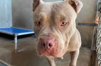 Darcy, a Pit Bull Terrier (mix breed), available for adoption