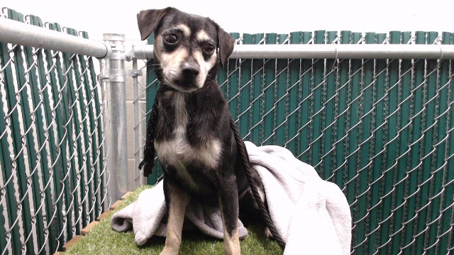 Newlin, a Terrier, available for adoption