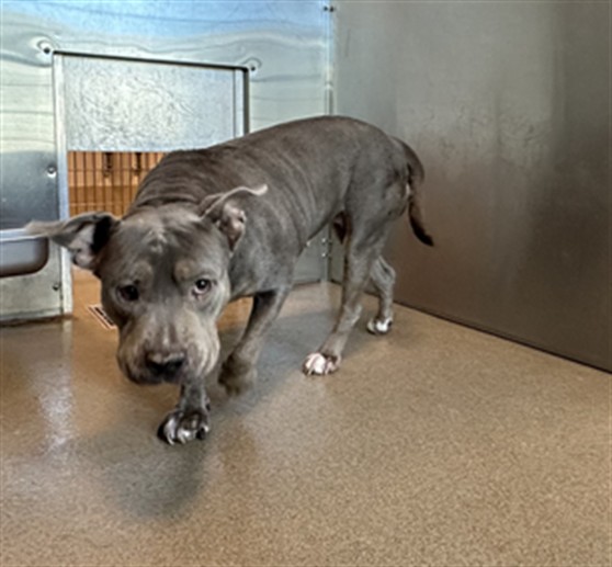 Nemaway, a Pit Bull Terrier, available for adoption