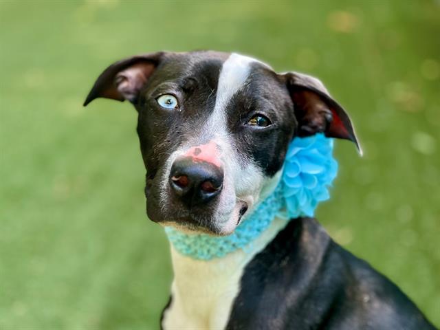 Lola, a American Staffordshire Terrier, available for adoption
