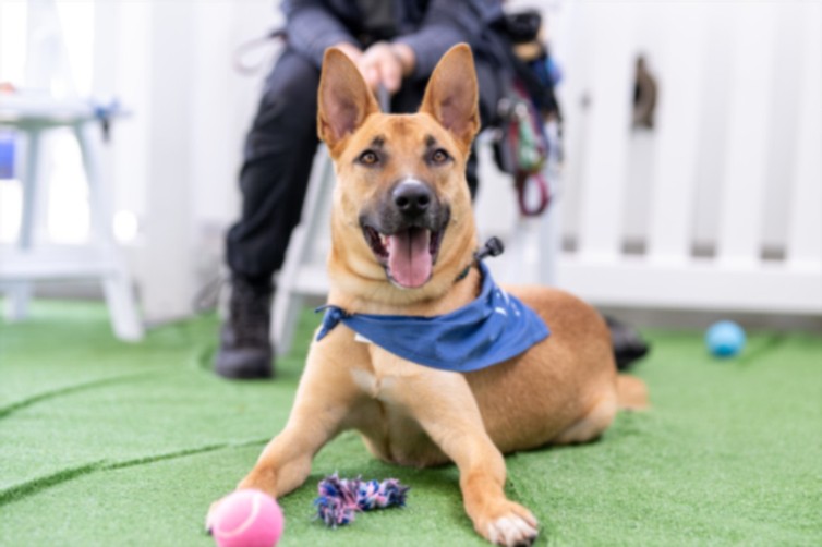 Adoptable pet photo