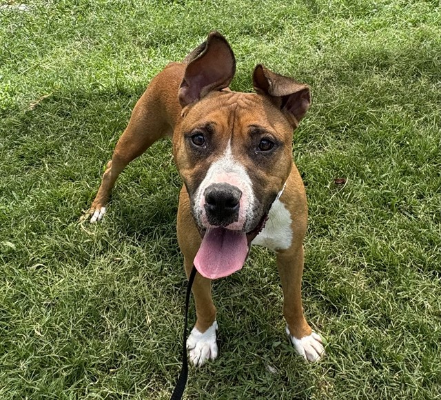 Adoptable pet photo