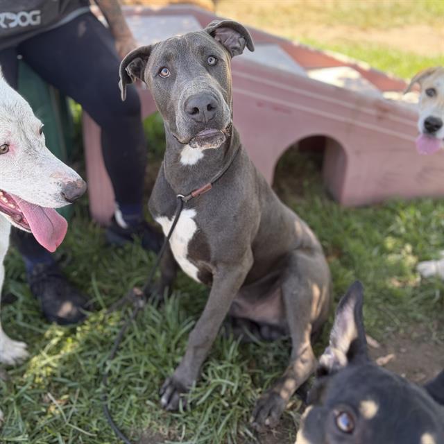 Adoptable pet photo