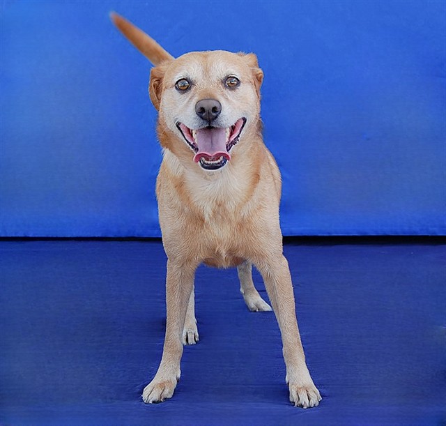 Coda, a Cattle Dog, available for adoption