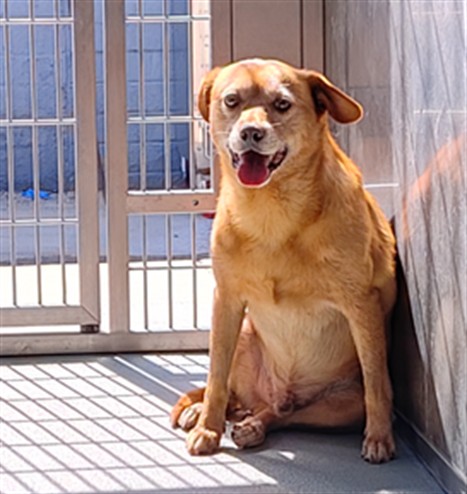 Adoptable pet photo