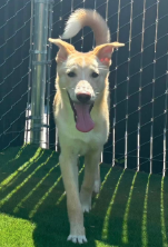 Adoptable pet photo