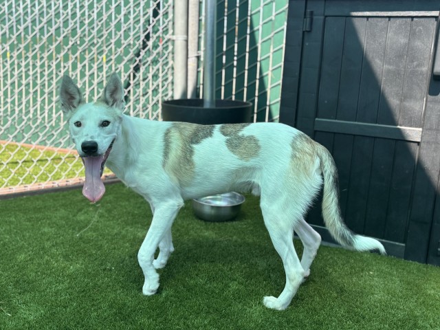 Rowan, a Australian Cattle Dog/Blue Heeler (mix breed), available for adoption
