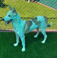Adoptable pet photo
