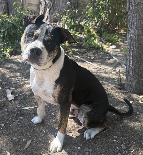 Adoptable pet photo