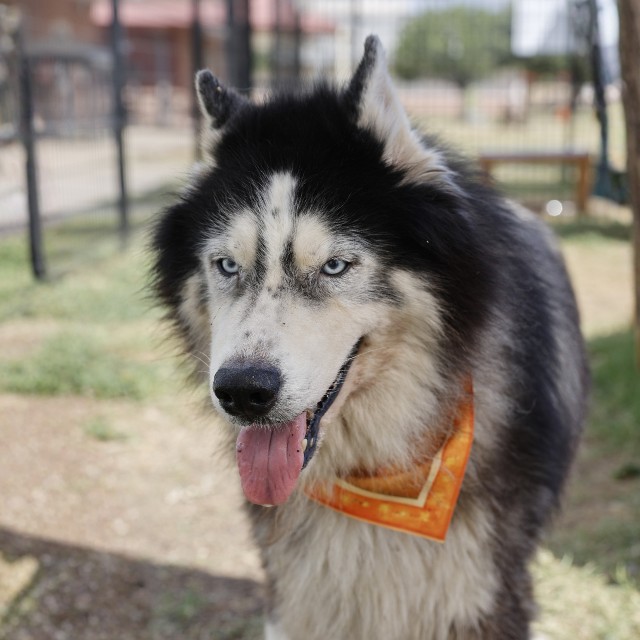 Siberian Husky available for adoption