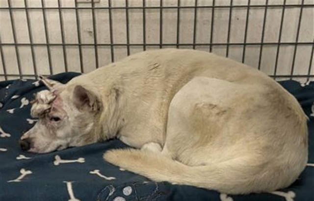 Steiny, a Siberian Husky, available for adoption
