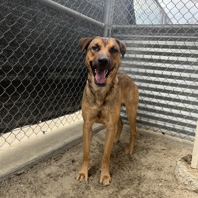 Hunter, a Shepherd (mix breed), available for adoption