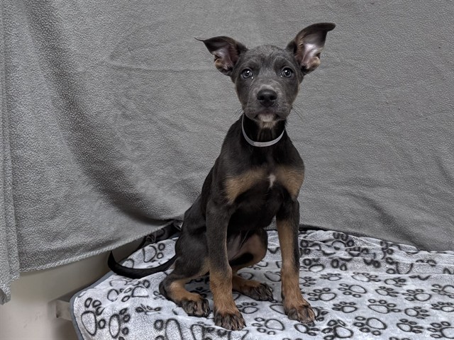 Ada, a German Shepherd, available for adoption