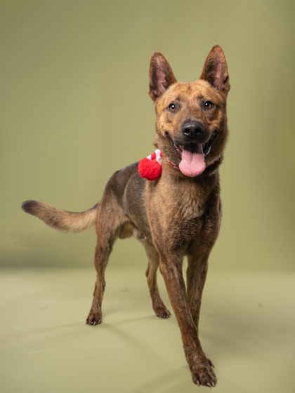 Paco, a Dutch Shepherd (mix breed), available for adoption