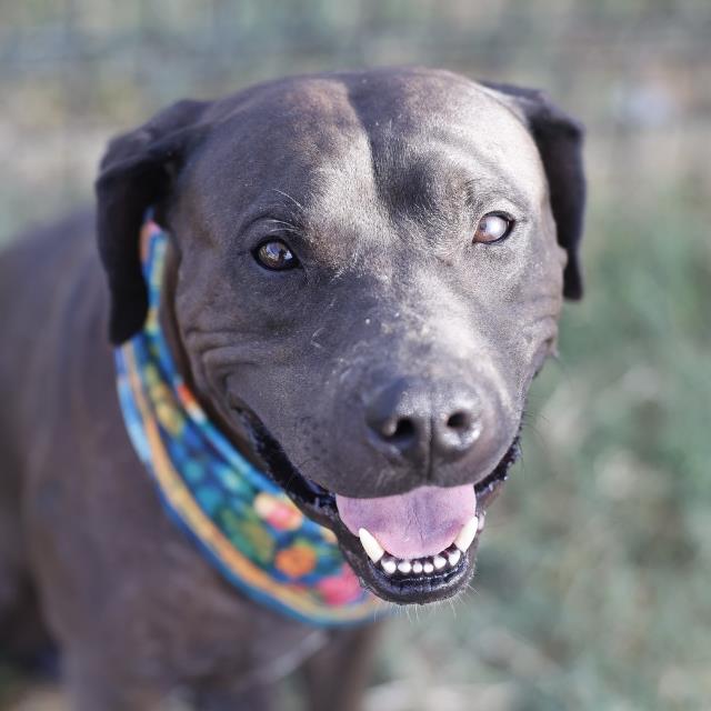 Runner Mcloud, a Pit Bull Terrier, available for adoption