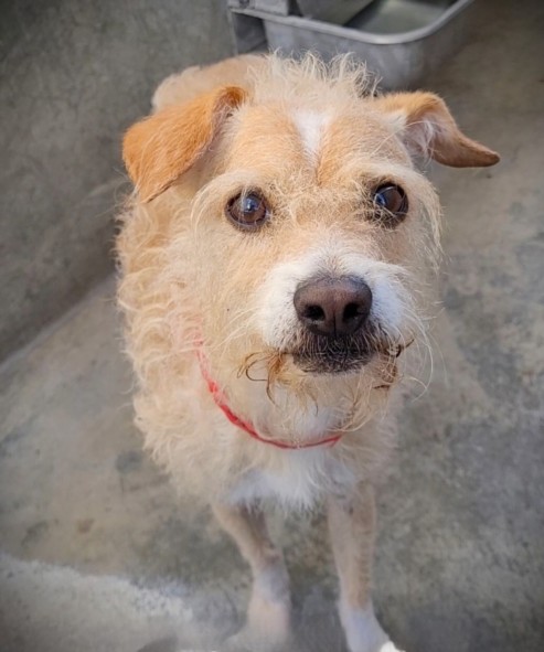 Stranger, a Toy Fox Terrier, available for adoption