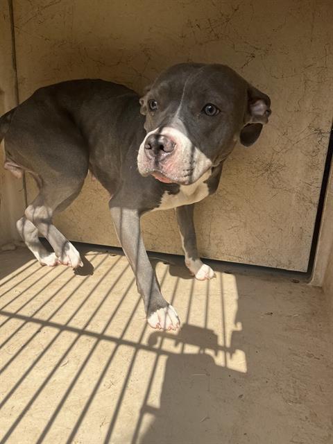 A479961, a American Staffordshire Terrier (mix breed), available for adoption