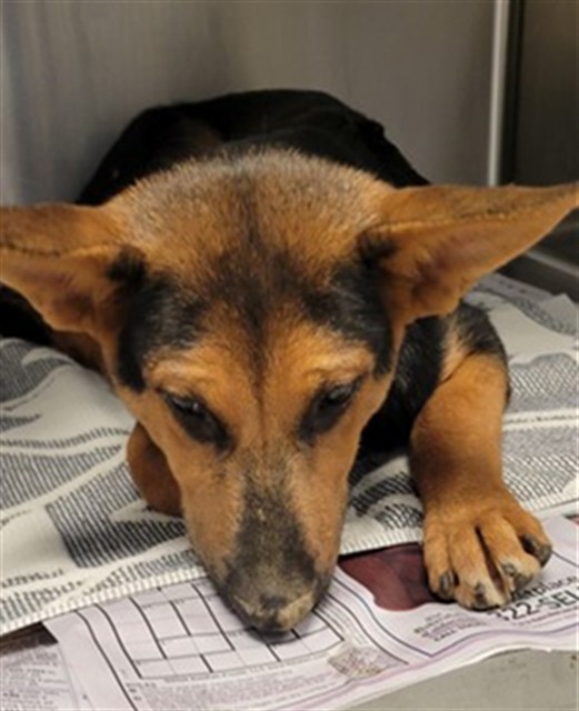 A5797398, a German Shepherd, available for adoption