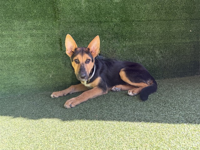 Hot Wheels, a German Shepherd, available for adoption