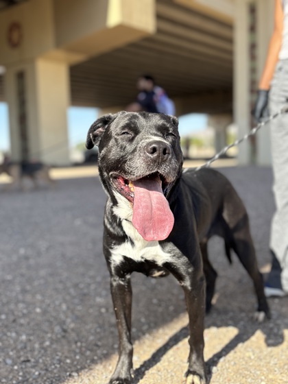 Natash, a Pit Bull Terrier, available for adoption