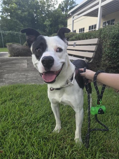 Pirata, a Staffordshire Bull Terrier (mix breed), available for adoption