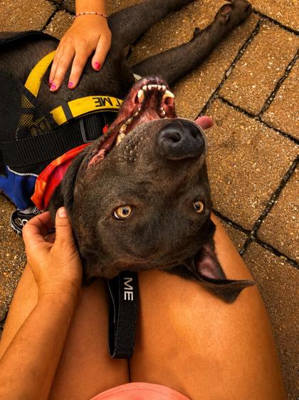 Other Photos of thie Dog