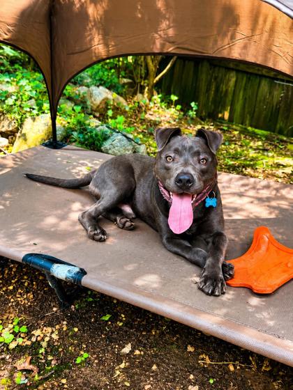 Other Photos of thie Dog