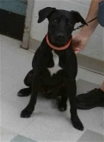 Midnight, a Black Labrador Retriever (mix breed), available for adoption