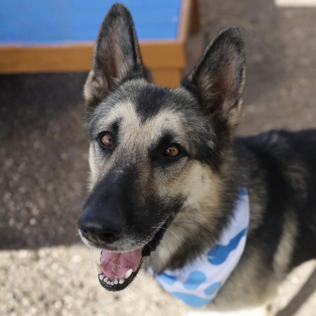 Les, a German Shepherd, available for adoption