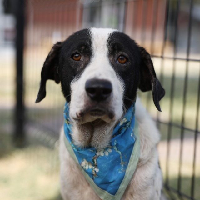 Beaufort, a Hound (mix breed), available for adoption