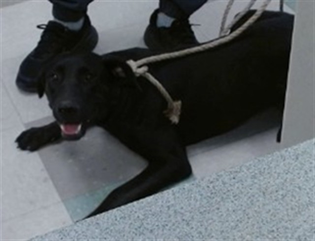 A480182, a Black Labrador Retriever, available for adoption