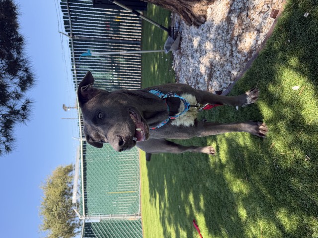 Lily, a Labrador Retriever (mix breed), available for adoption