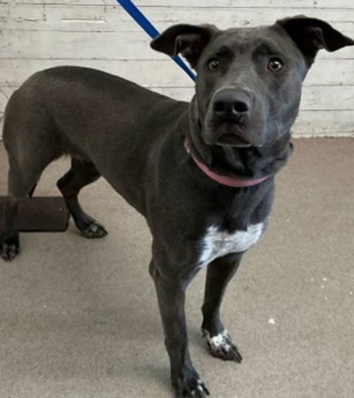Lily, a Labrador Retriever (mix breed), available for adoption