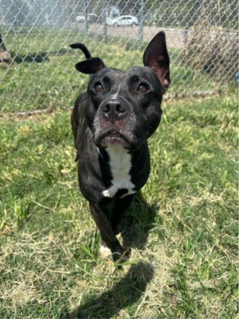 Choppo, a Staffordshire Bull Terrier (mix breed), available for adoption