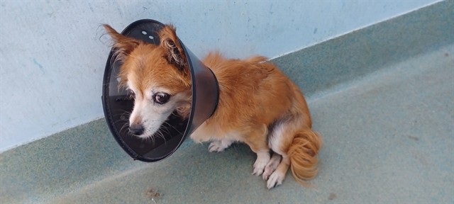 Spaghetti, a Chihuahua, available for adoption