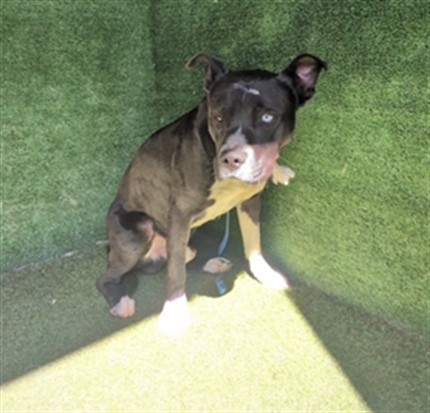 Reggie, a Pit Bull Terrier, available for adoption