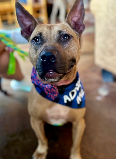 Rocco, a Black Mouth Cur (mix breed), available for adoption