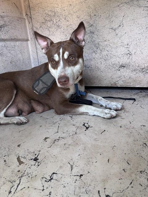 A479697, a Pit Bull Terrier (mix breed), available for adoption