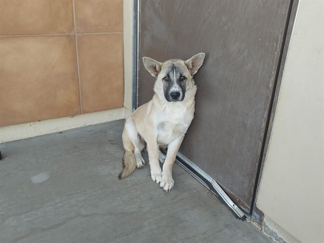Elise, a Akita, available for adoption