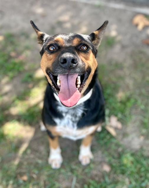 Waxy, a Cattle Dog (mix breed), available for adoption