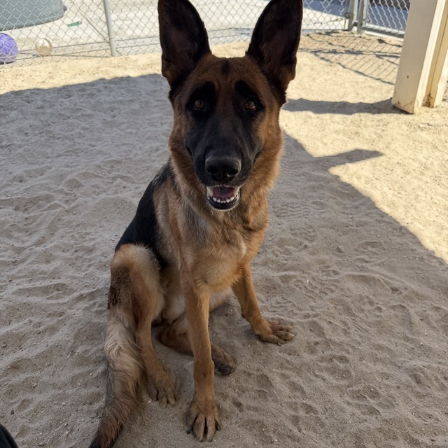 Kassie, a German Shepherd, available for adoption