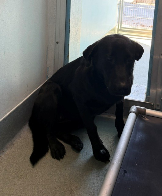Savannah, a Labrador Retriever, available for adoption
