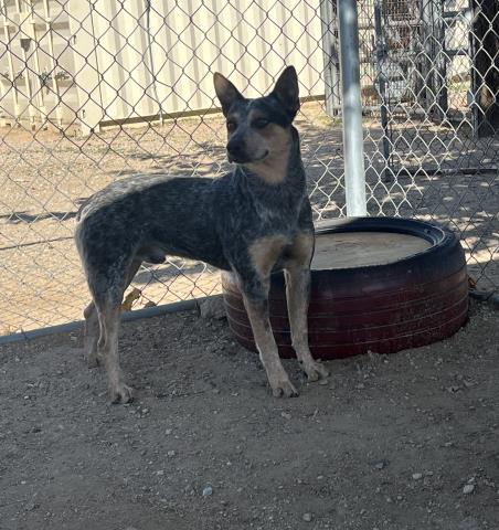 Donnie, a Australian Cattle Dog/Blue Heeler, available for adoption